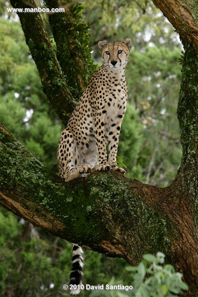 Masai Mara
Leopardo
Masai Mara