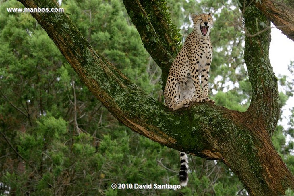 Masai Mara
Leopardo
Masai Mara