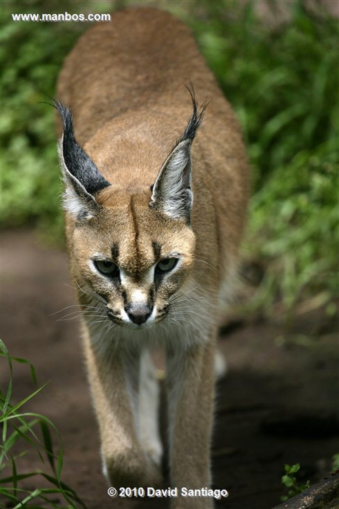 Ol Pajeta
Ol Pajeta Wildlife Conservancy Kenia 
Ol Pajeta