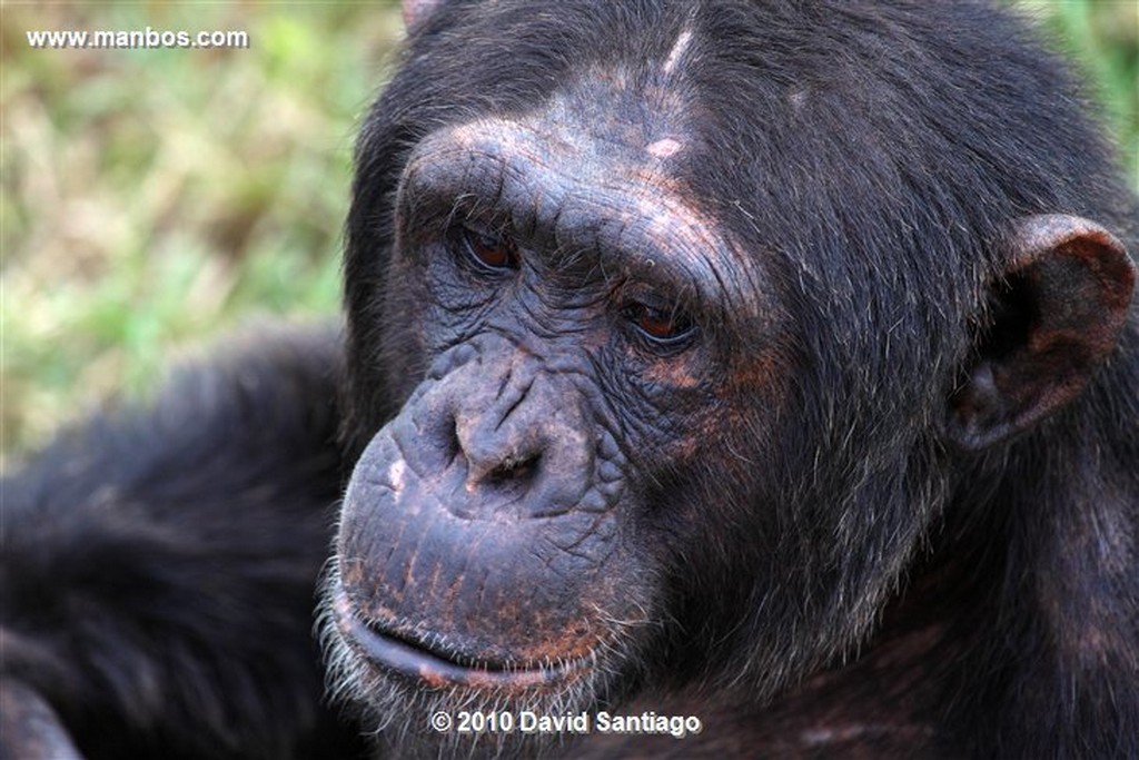 Ol Pajeta
Ol Pajeta Wildlife Conservancy Kenia 
Ol Pajeta