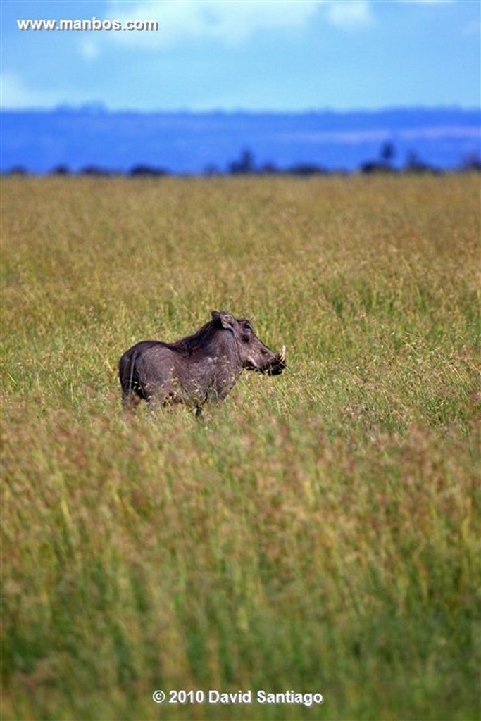 Lago Nakuru
Lago Nakuru Kenia 
Lago Nakuru