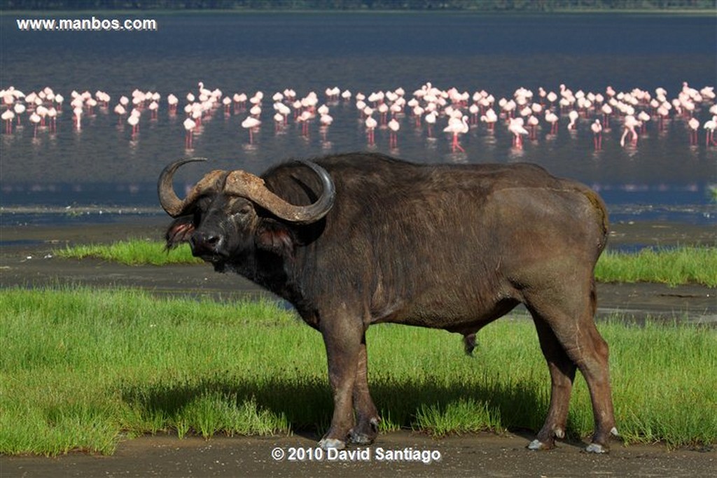 Ol Pajeta
Ol Pajeta Wildlife Conservancy - Kenia
Ol Pajeta