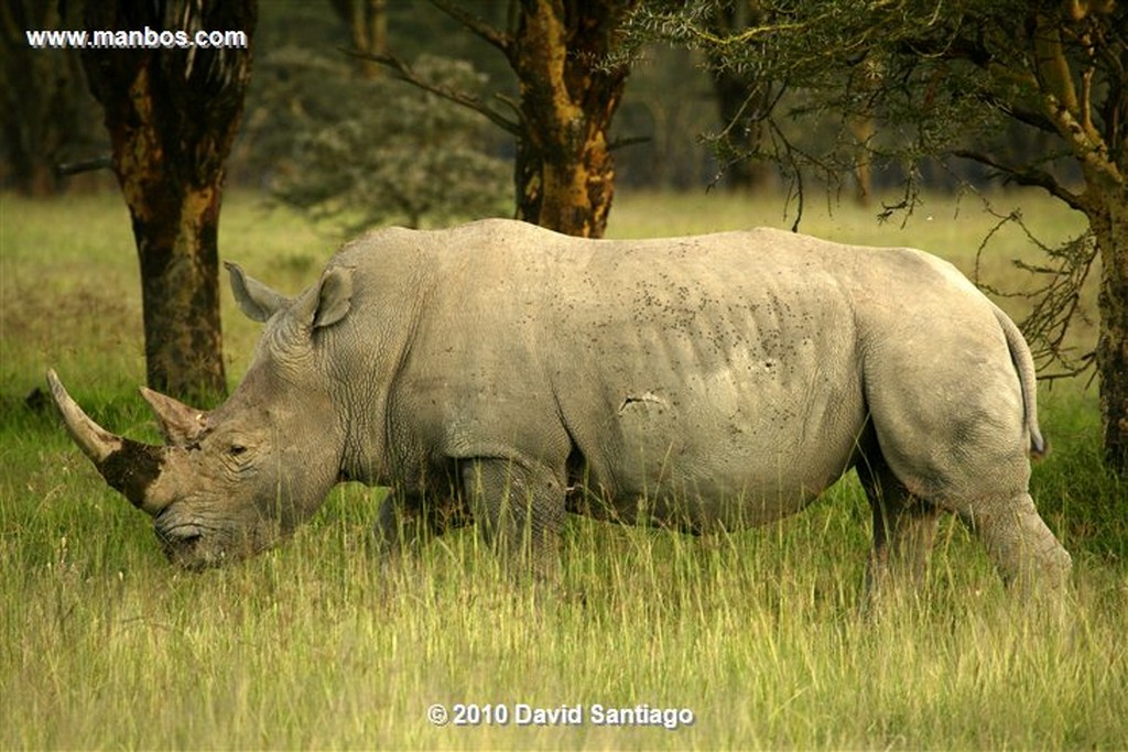 Ol Pajeta
Ol Pajeta Wildlife Conservancy - Kenia
Ol Pajeta