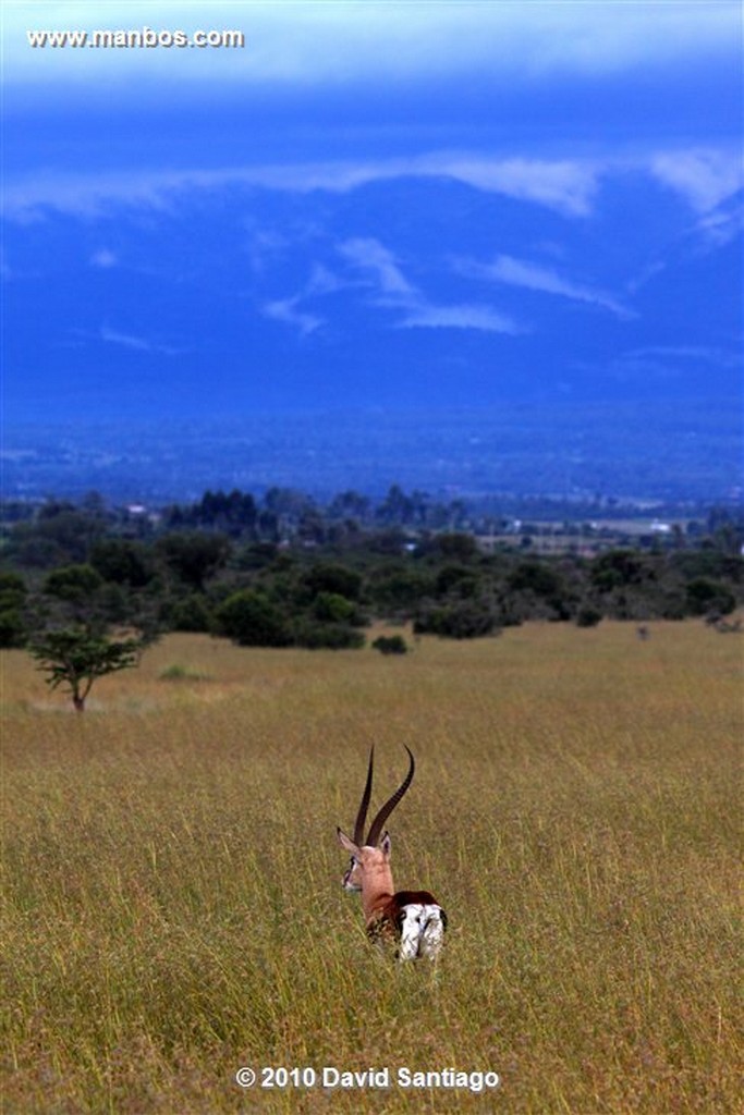 Masai Mara
Masai Mara
Masai Mara