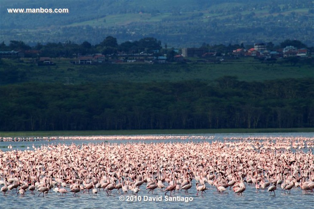 Lago Naivasha
Lago Naivasha Kenia 
Lago Naivasha