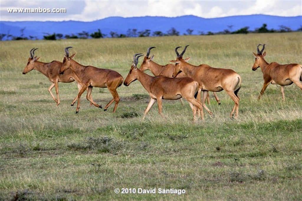 Ol Pajeta
Ol Pajeta Wildlife Conservancy - Kenia
Ol Pajeta