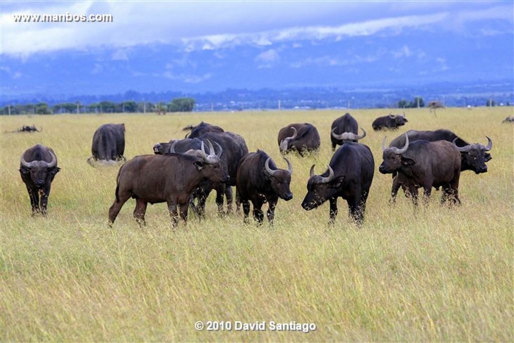 Ol Pajeta
Ol Pajeta Wildlife Conservancy - Kenia
Ol Pajeta