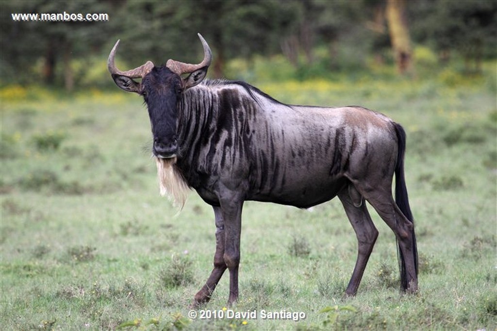 Ol Pajeta
Ol Pajeta Wildlife Conservancy - Kenia
Ol Pajeta