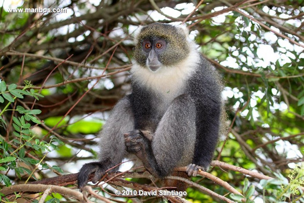 Ol Pajeta
Ol Pajeta Wildlife Conservancy - Kenia
Ol Pajeta