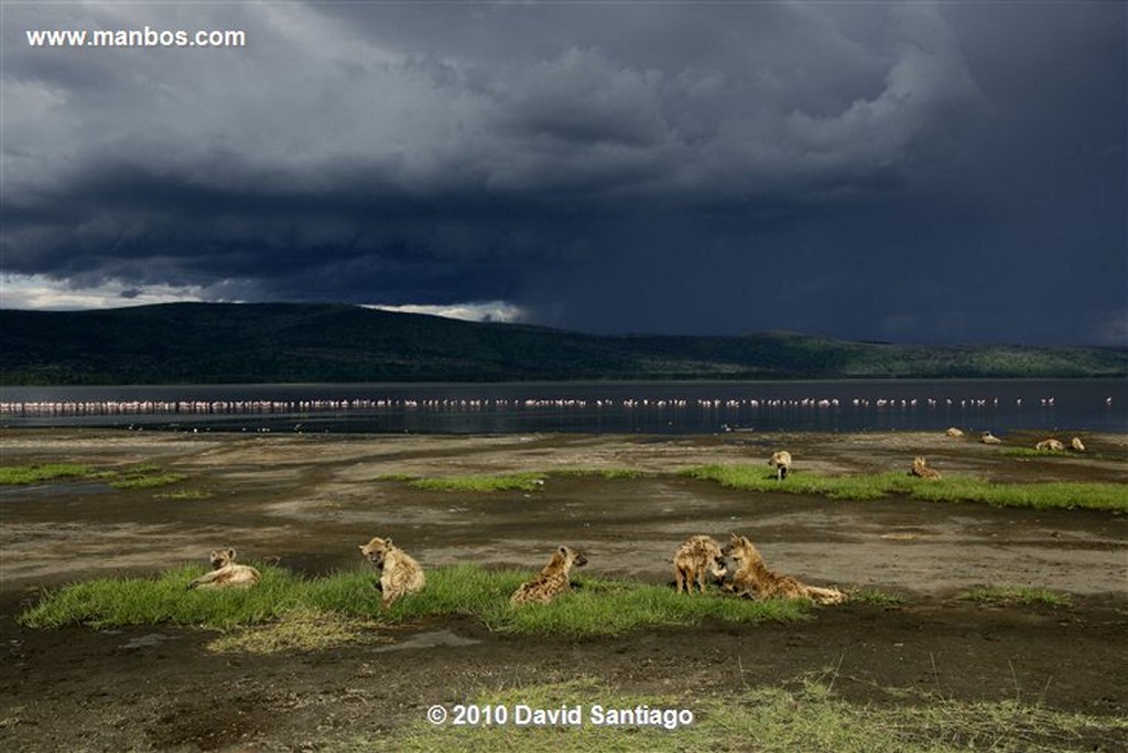 Lago Nakuru
Lago Nakuru Kenia 
Lago Nakuru