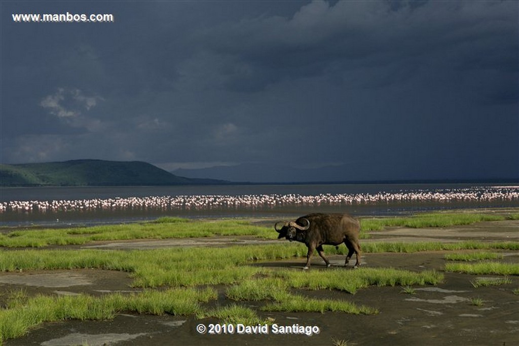 Lago Nakuru
Lago Nakuru Kenia 
Lago Nakuru