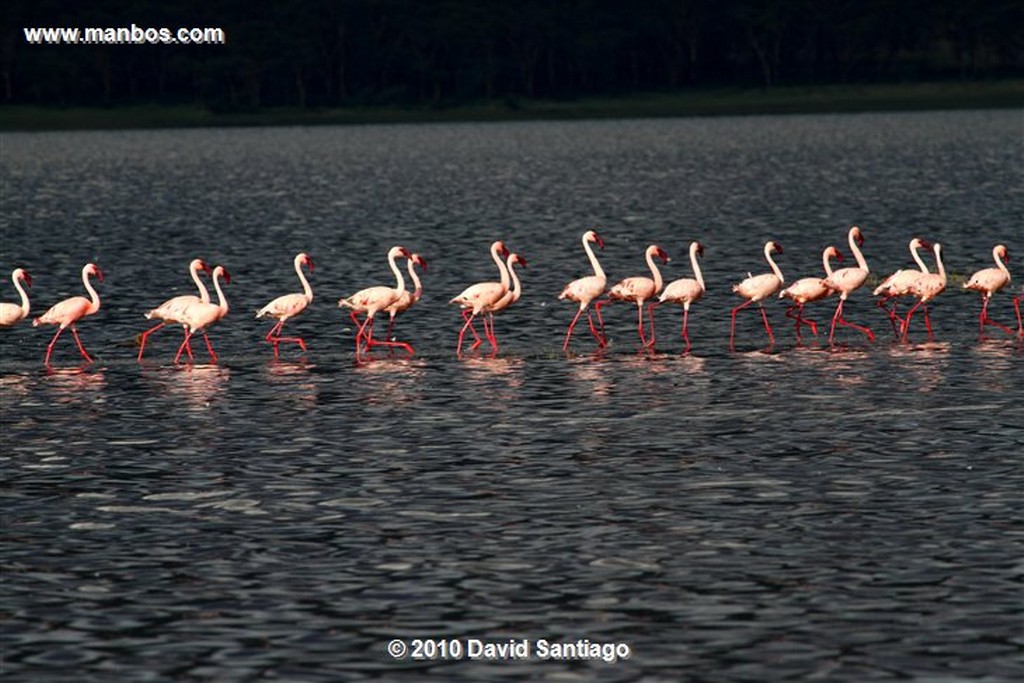 Lago Nakuru
Lago Nakuru Kenia 
Lago Nakuru