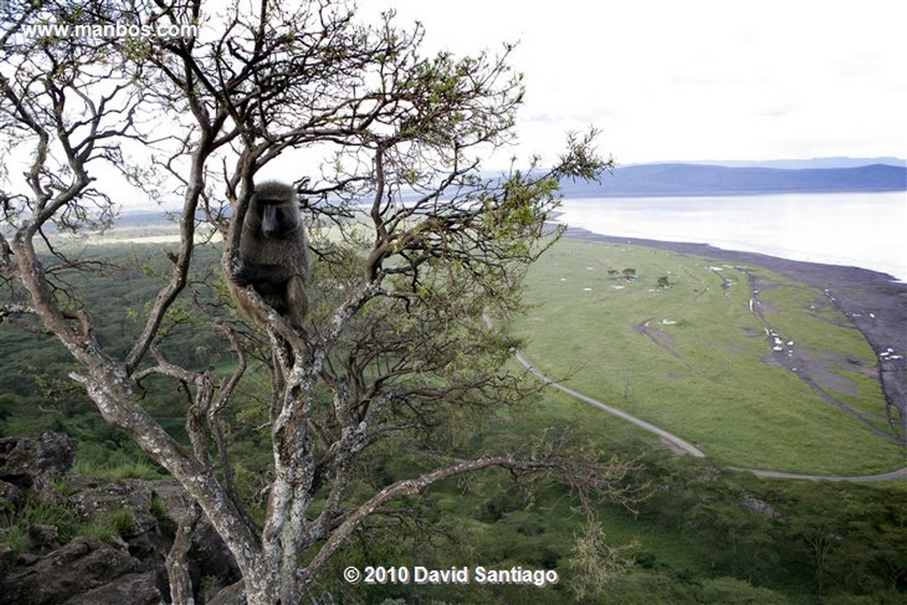 Lago Nakuru
Lago Nakuru Kenia 
Lago Nakuru