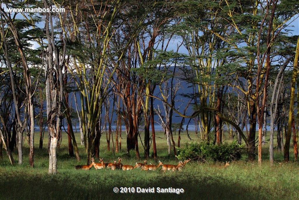 Lago Nakuru
Lago Nakuru Kenia 
Lago Nakuru