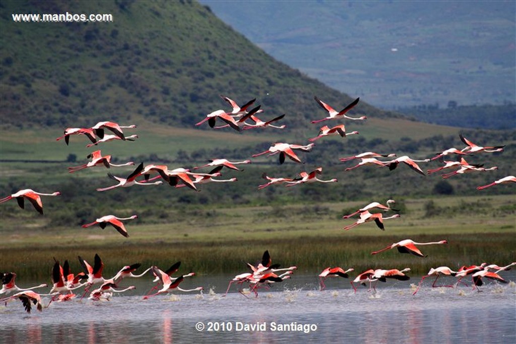 Lago Elementaita
Lago Elementaita Kenia 
Lago Elementaita