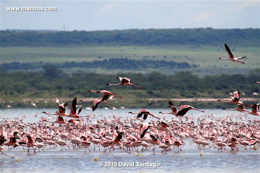 Lago Elementaita
Lago Elementaita Kenia 
Lago Elementaita