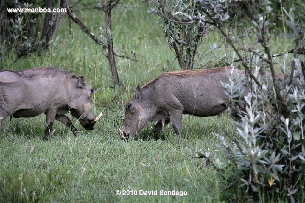 Hells Gate National Park
Hells Gate National Park Kenia 
Hells Gate National Park