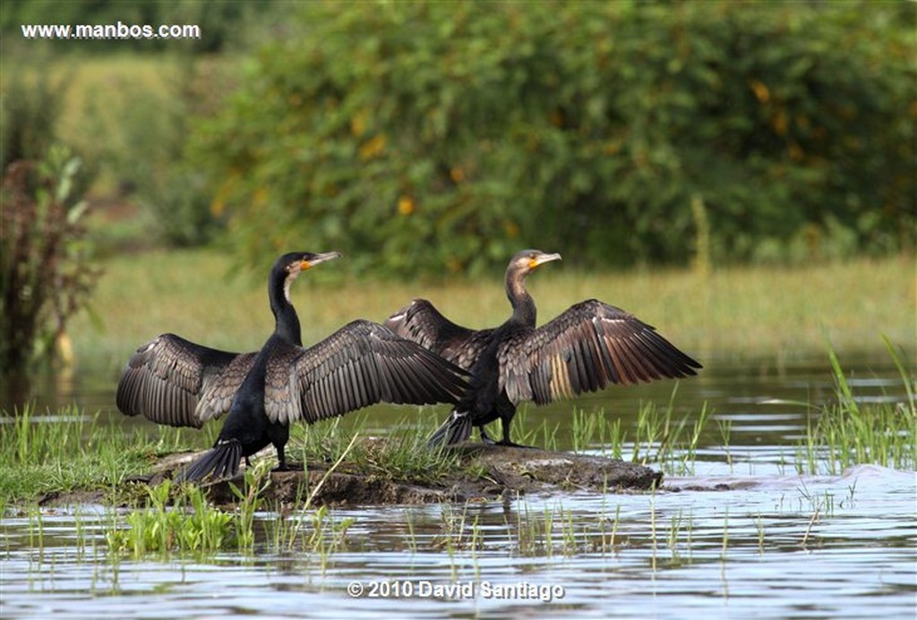 Lago Naivasha
Lago Naivasha Kenia 
Lago Naivasha