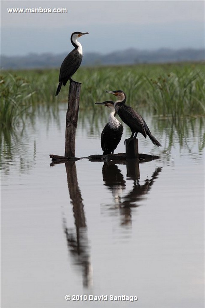 Lago Naivasha
Lago Naivasha Kenia 
Lago Naivasha