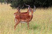 Ol Pajeta Wildlife Conservancy , Ol Pajeta, Kenia 