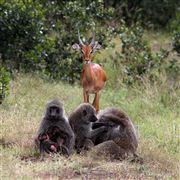 Ol Pajeta Wildlife Conservancy , Ol Pajeta, Kenia 