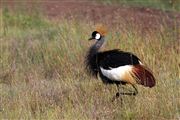 Ol Pajeta Wildlife Conservancy , Ol Pajeta, Kenia 