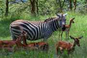 Lago Nakuru, Lago Nakuru, Kenia 