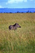 Ol Pajeta Wildlife Conservancy , Ol Pajeta, Kenia 