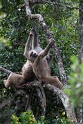 Ol Pajeta Wildlife Conservancy , Ol Pajeta, Kenia 