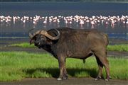 Lago Nakuru, Lago Nakuru, Kenia 