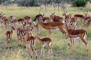 Ol Pajeta Wildlife Conservancy , Ol Pajeta, Kenia 