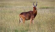 Ol Pajeta Wildlife Conservancy , Ol Pajeta, Kenia 