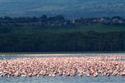 Lago Nakuru , Lago Nakuru, Kenia 