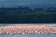 Camara Canon EOS 500D
Lago Nakuru Kenia 
Kenia Salvaje
LAGO NAKURU
Foto: 20358