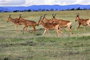 Ol Pajeta Wildlife Conservancy , Ol Pajeta, Kenia 