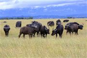 Ol Pajeta Wildlife Conservancy , Ol Pajeta, Kenia 