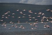 Lago Nakuru , Lago Nakuru, Kenia 