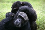 Ol Pajeta Wildlife Conservancy , Ol Pajeta, Kenia 