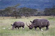 Lago Nakuru , Lago Nakuru, Kenia 