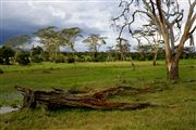 Ol Pajeta Wildlife Conservancy , Ol Pajeta, Kenia 