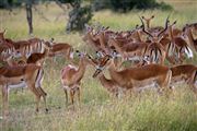 Ol Pajeta Wildlife Conservancy , Ol Pajeta, Kenia 