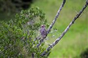 Ol Pajeta Wildlife Conservancy , Ol Pajeta, Kenia 