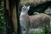 Ol Pajeta Wildlife Conservancy , Ol Pajeta, Kenia 