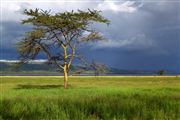 Lago Nakuru, Lago Nakuru, Kenia 