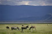 Lago Nakuru, Lago Nakuru, Kenia 