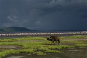 Lago Nakuru, Lago Nakuru, Kenia 