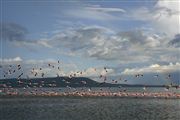 Lago Nakuru , Lago Nakuru, Kenia 