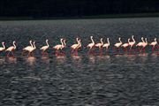 Lago Nakuru , Lago Nakuru, Kenia 