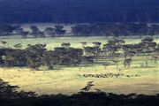 Lago Nakuru , Lago Nakuru, Kenia 