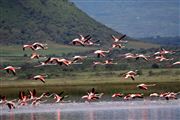 Lago Elementaita, Lago Elementaita, Kenia 